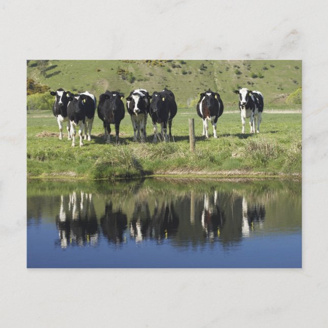 Cows reflected in canal, Henley, Taieri Plain, Postcard (Front)
