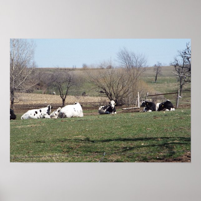Cows Resting in the Fields Poster (Front)