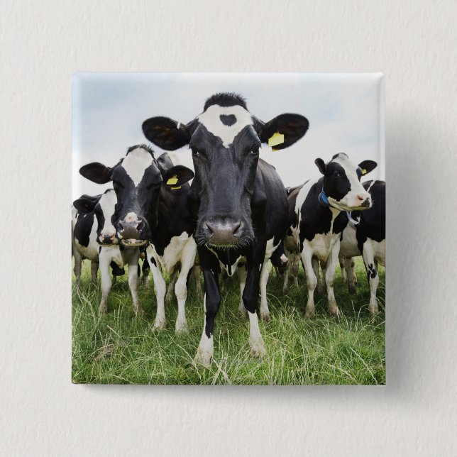 Cows standing in a row looking at camera 15 cm square badge (Front)