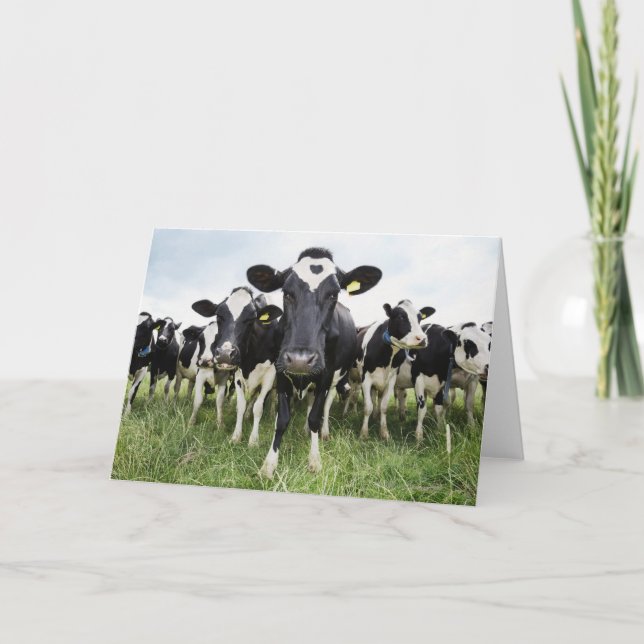 Cows standing in a row looking at camera card (Front)