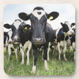 Cows standing in a row looking at camera coaster