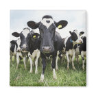 Cows standing in a row looking at camera