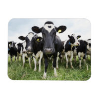 Cows standing in a row looking at camera