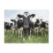 Cows standing in a row looking at camera