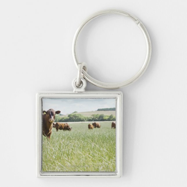 Cows standing in meadow key ring (Front)