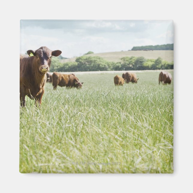Cows standing in meadow magnet (Front)