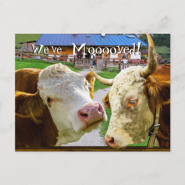 Cows too funny We've Moved New Address Announcement Postcard (Front)