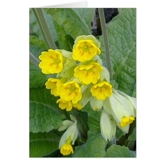 Cowslip Flowers Card (Front)