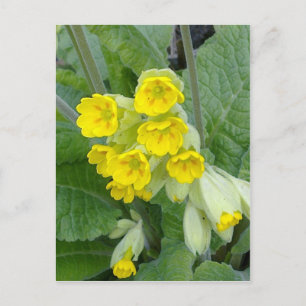 Cowslip Flowers Postcard