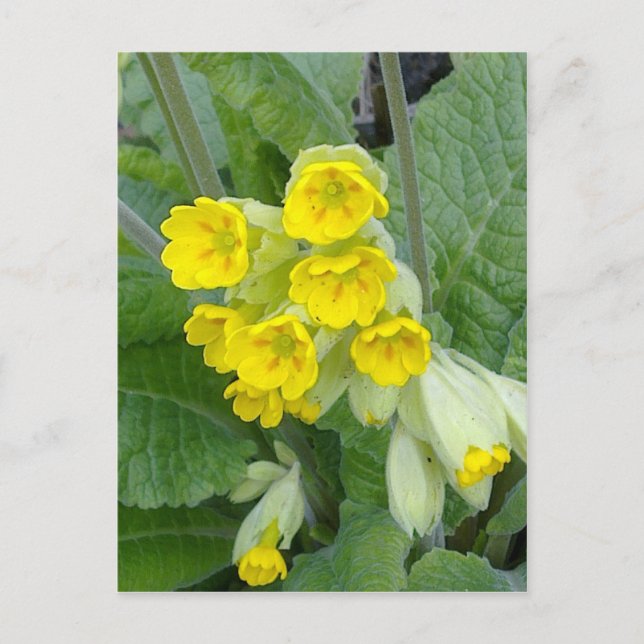 Cowslip Flowers Postcard (Front)