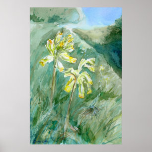 Cowslips Primula veris on a grassy bank Poster