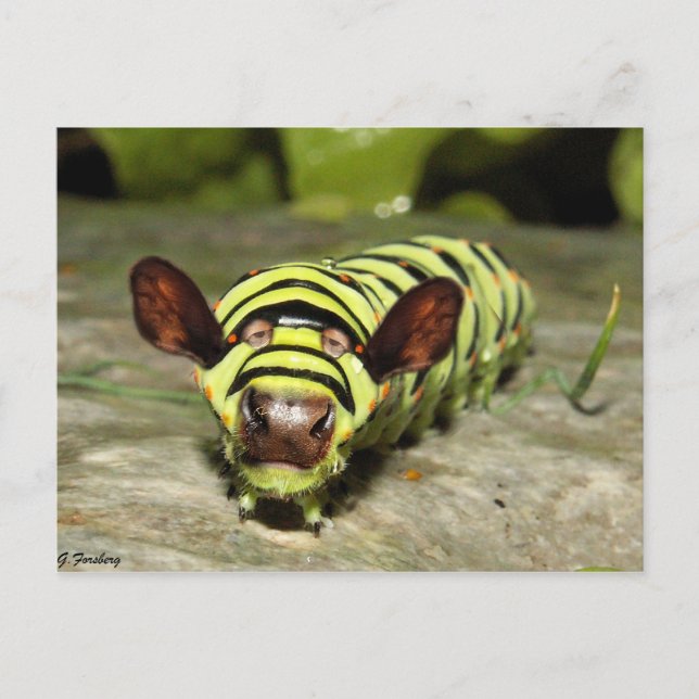 Cowterpillar Postcard (Front)