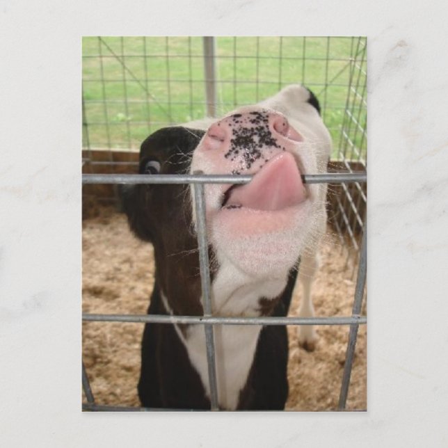 CowTongue Postcard (Front)