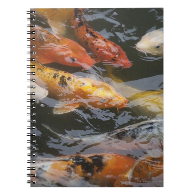 Coy Fish Notebook (Front)