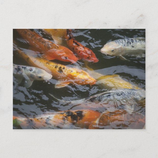 Coy Fish Postcard (Front)