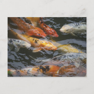 Coy Fish Postcard