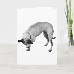 Coy Paw, Warm Wishes Card