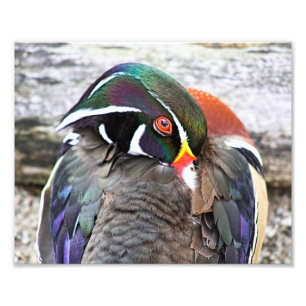 Coy Wood Duck Print