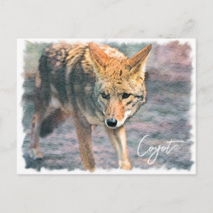 Coyote ポストカード postcard
