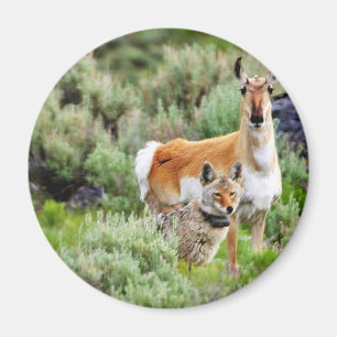 Coyote And Antelope In Yellowstone Park Magnet