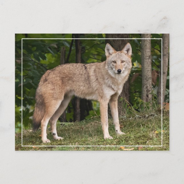 Coyote Beautiful  Postcard (Front)