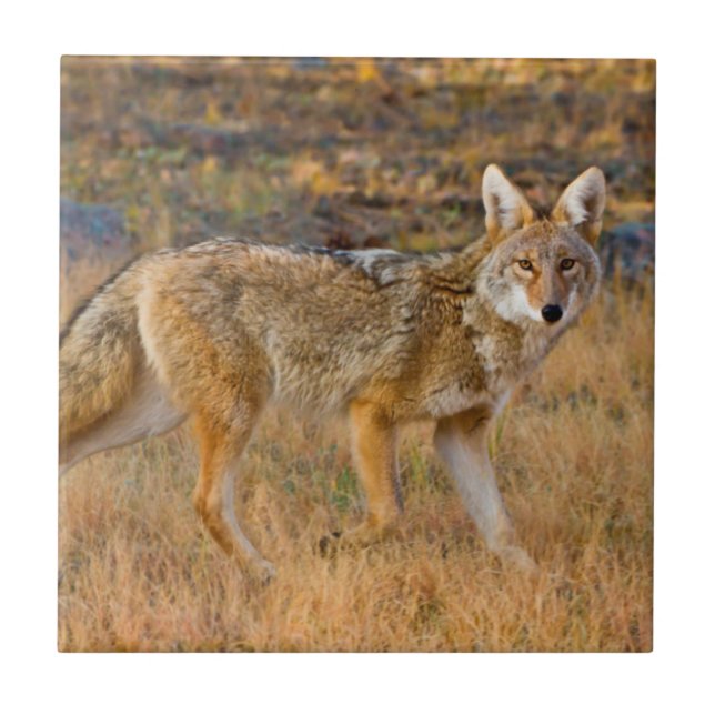 Coyote (Canis Latrans) Hunting Ceramic Tile (Front)