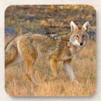 Coyote (Canis Latrans) Hunting