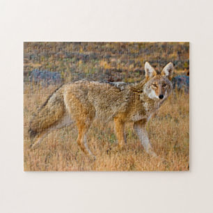 Coyote (Canis Latrans) Hunting Jigsaw Puzzle