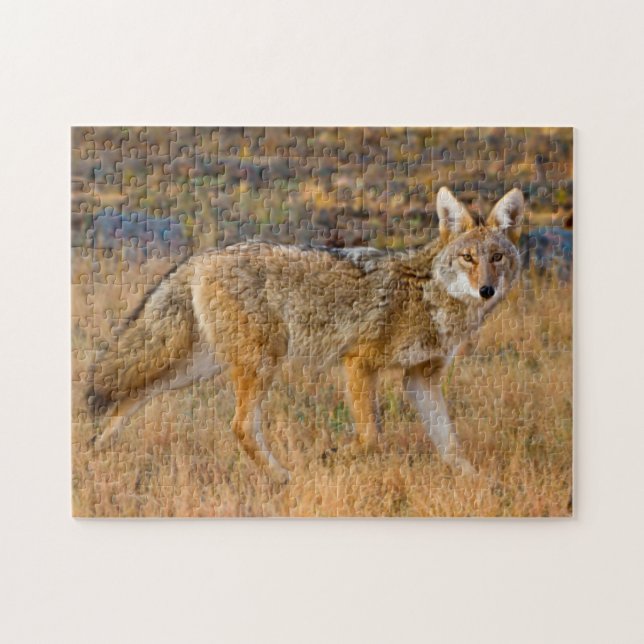 Coyote (Canis Latrans) Hunting Jigsaw Puzzle (Horizontal)