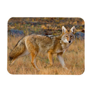 Coyote (Canis Latrans) Hunting Magnet