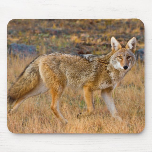 Coyote (Canis Latrans) Hunting Mouse Pad (Front)