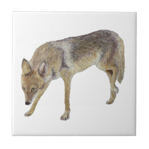 Coyote Ceramic Tile