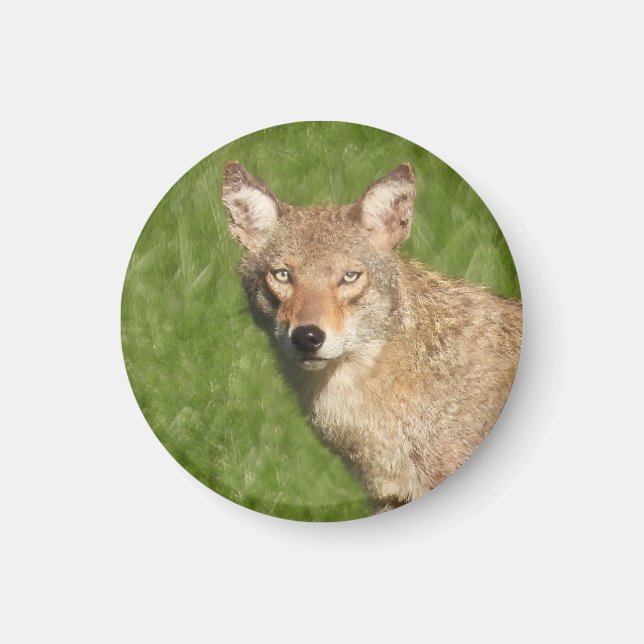 Coyote close up classic magnet (Front)