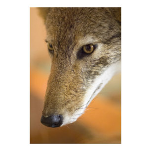 Coyote closeup photo print