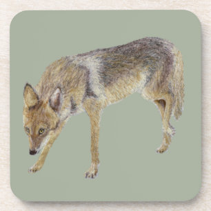 Coyote Coaster