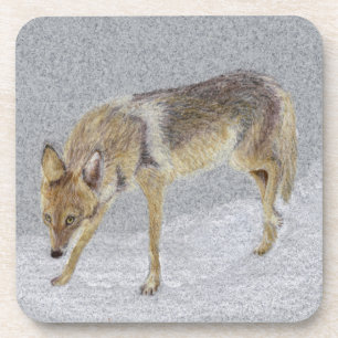 Coyote Coaster