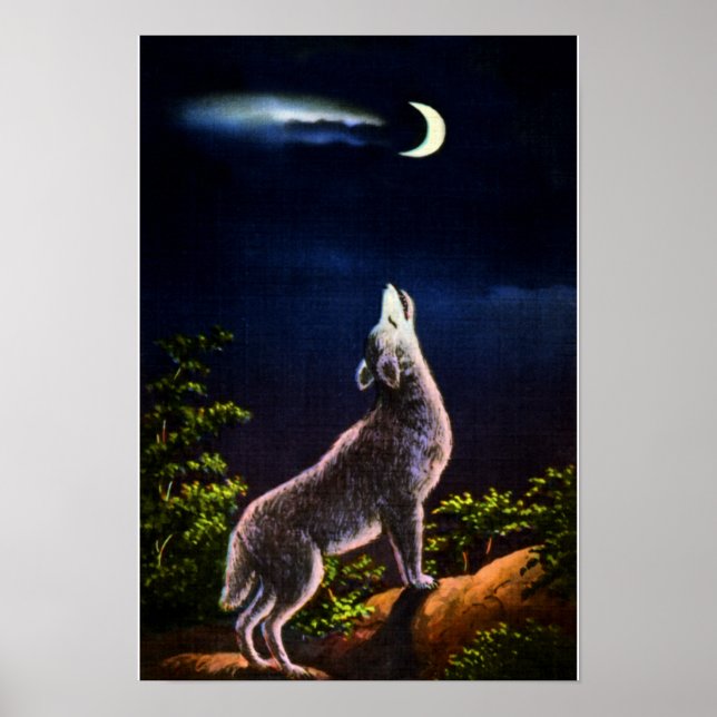 Coyote Howling at the Moon Poster (Front)