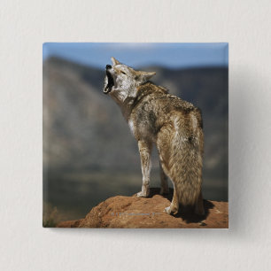 Coyote Howling From High Point 15 Cm Square Badge