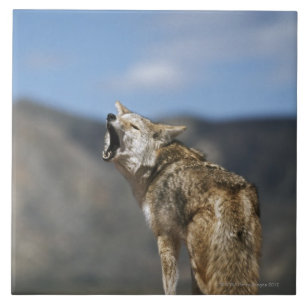 Coyote Howling From High Point Ceramic Tile