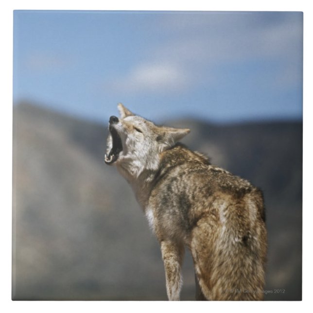 Coyote Howling From High Point Ceramic Tile (Front)