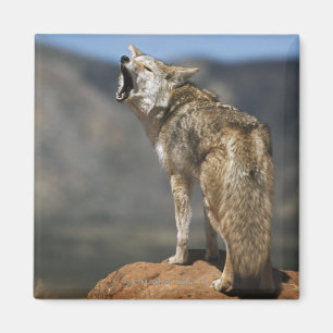 Coyote Howling From High Point Magnet