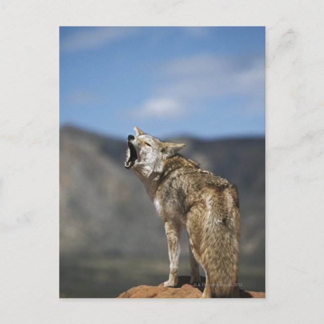 Coyote Howling From High Point Postcard (Front)