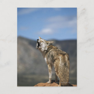 Coyote Howling From High Point Postcard