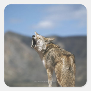 Coyote Howling From High Point Square Sticker