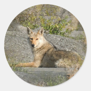 Coyote Images Stickers