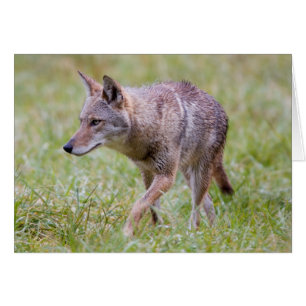 Coyote in field, Cades Cove