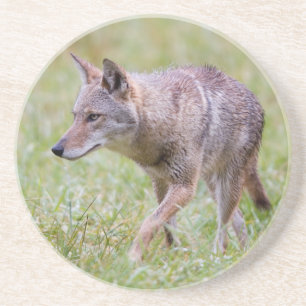 Coyote in field, Cades Cove Coaster