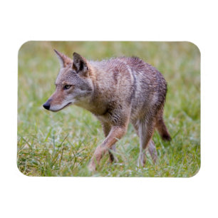 Coyote in field, Cades Cove Magnet