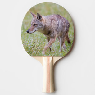 Coyote in field, Cades Cove Ping Pong Paddle