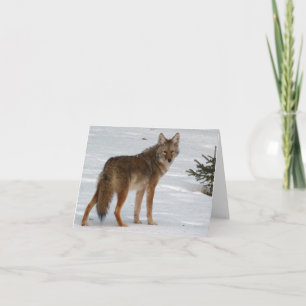 Coyote in Snow with Pine Tree Holiday Card